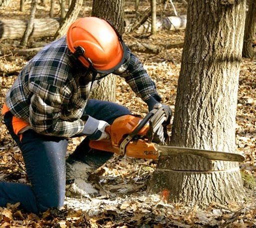 Tree Removal in Finley, OK
